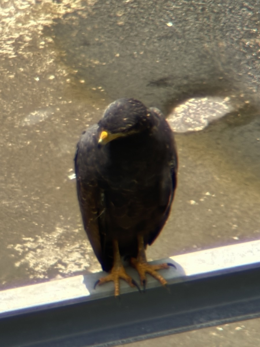 Common Black Hawk - ML641679849