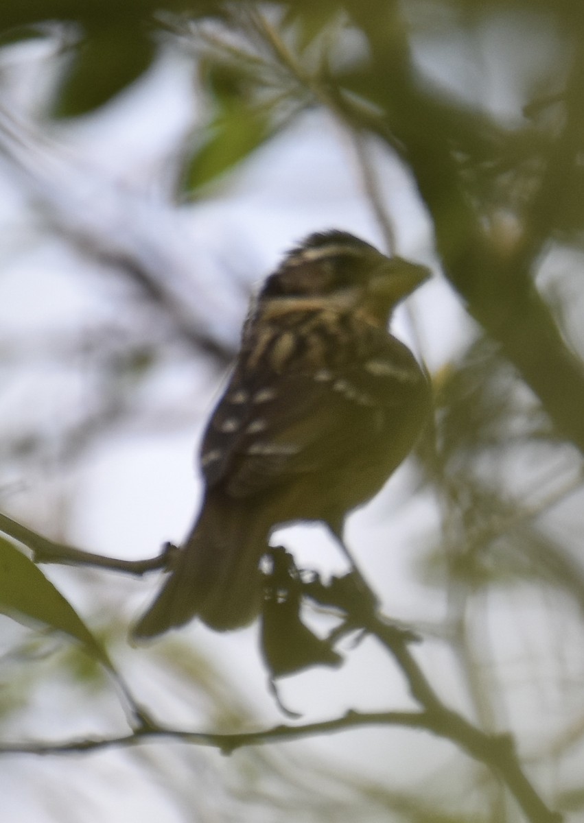 Black-headed Grosbeak - ML641679876