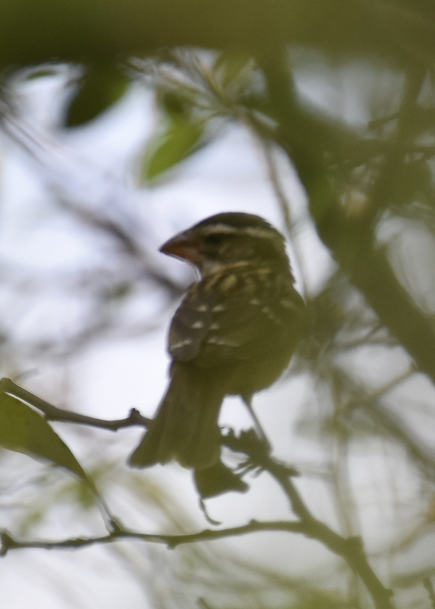 Black-headed Grosbeak - ML641679877