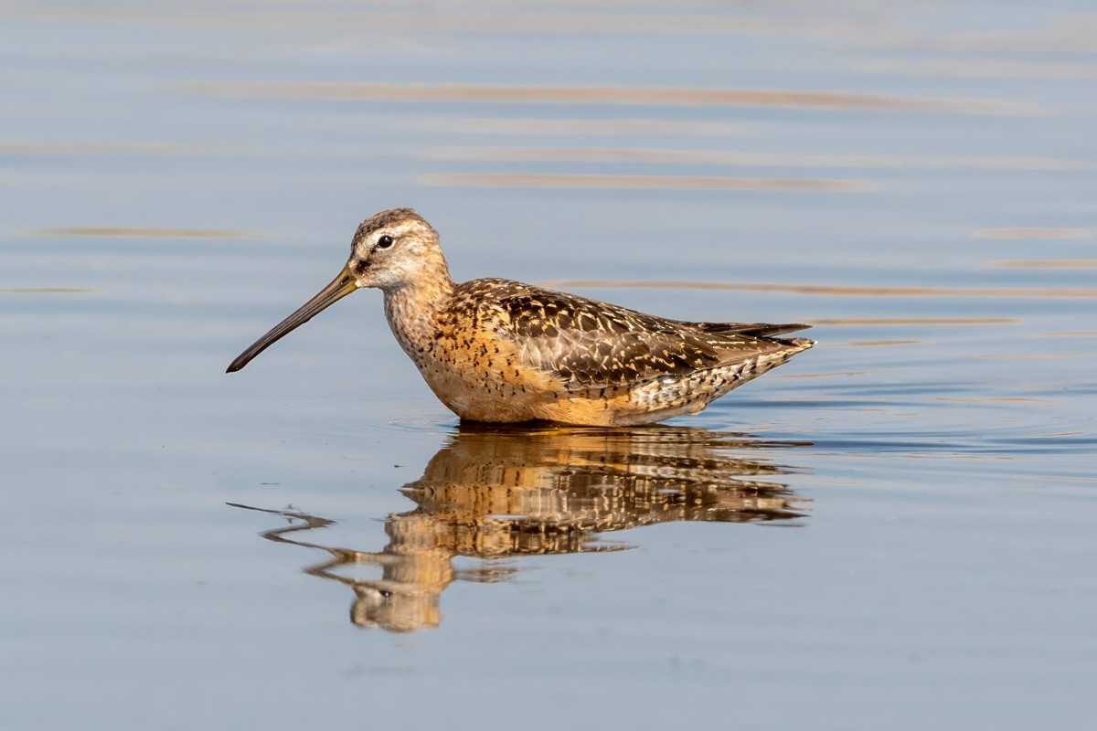 Long-billed Dowitcher - ML641679884