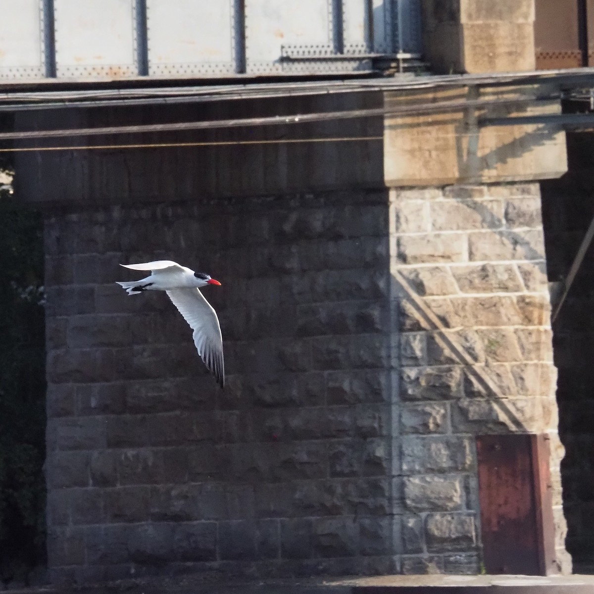 Caspian Tern - ML641679897