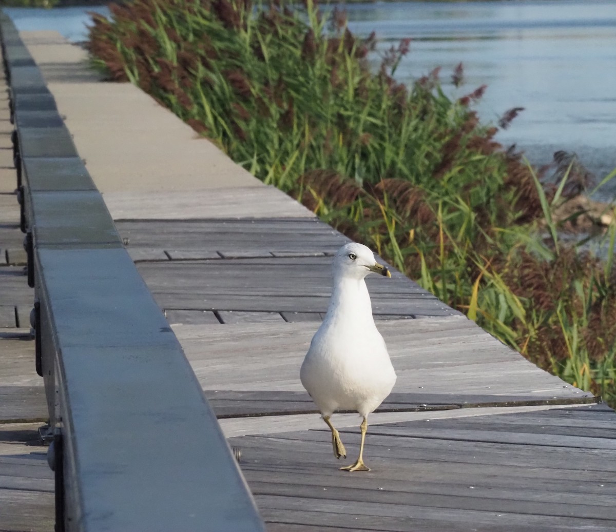 Ring-billed Gull - ML641679929