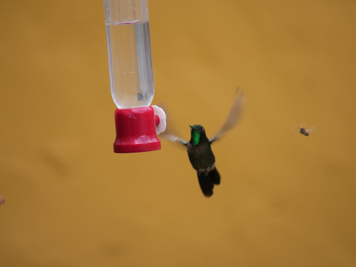 Tyrian Metaltail - ML641679935