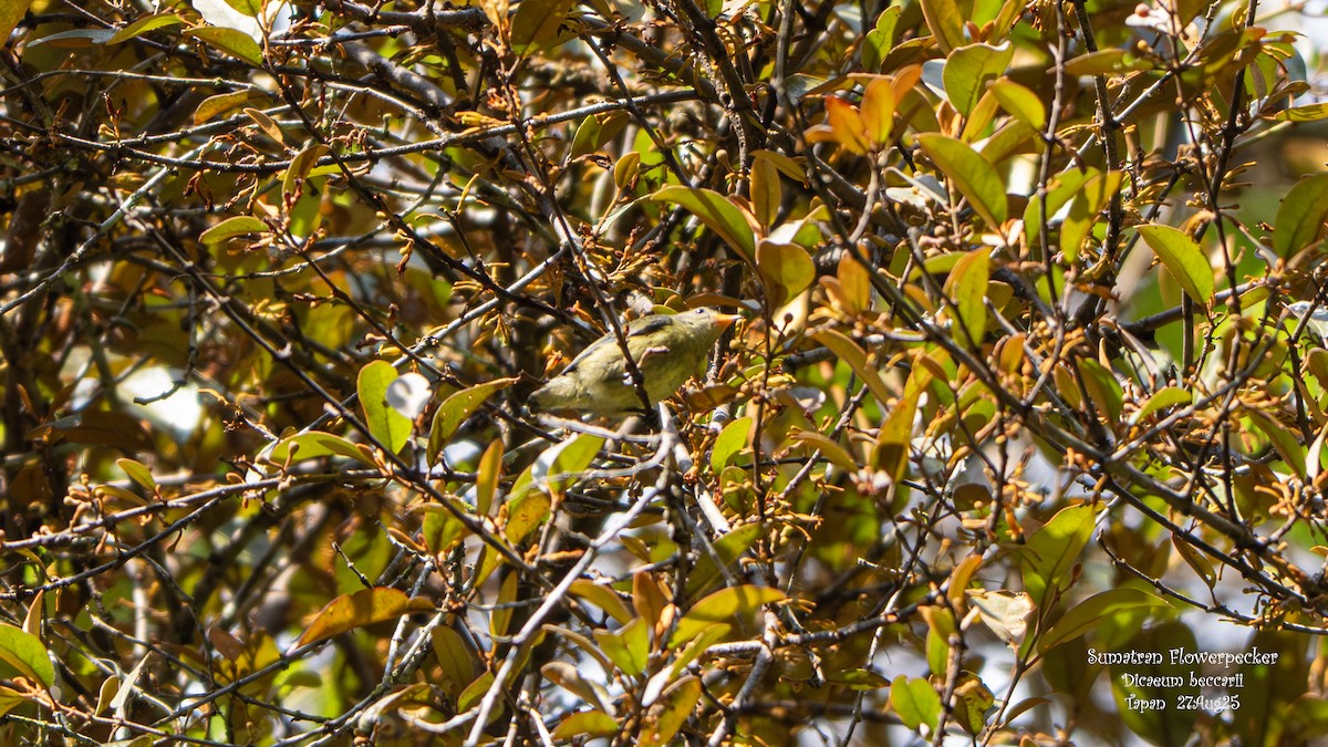 ferskenblomsterfugl - ML641679989