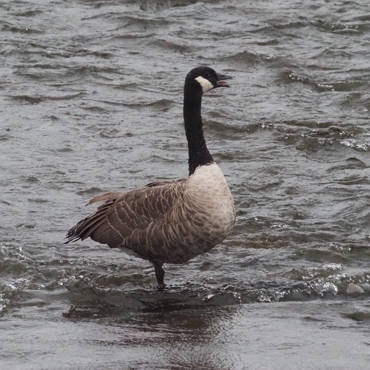 Canada Goose - ML641680024