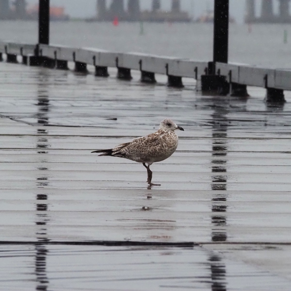 Ring-billed Gull - ML641680036