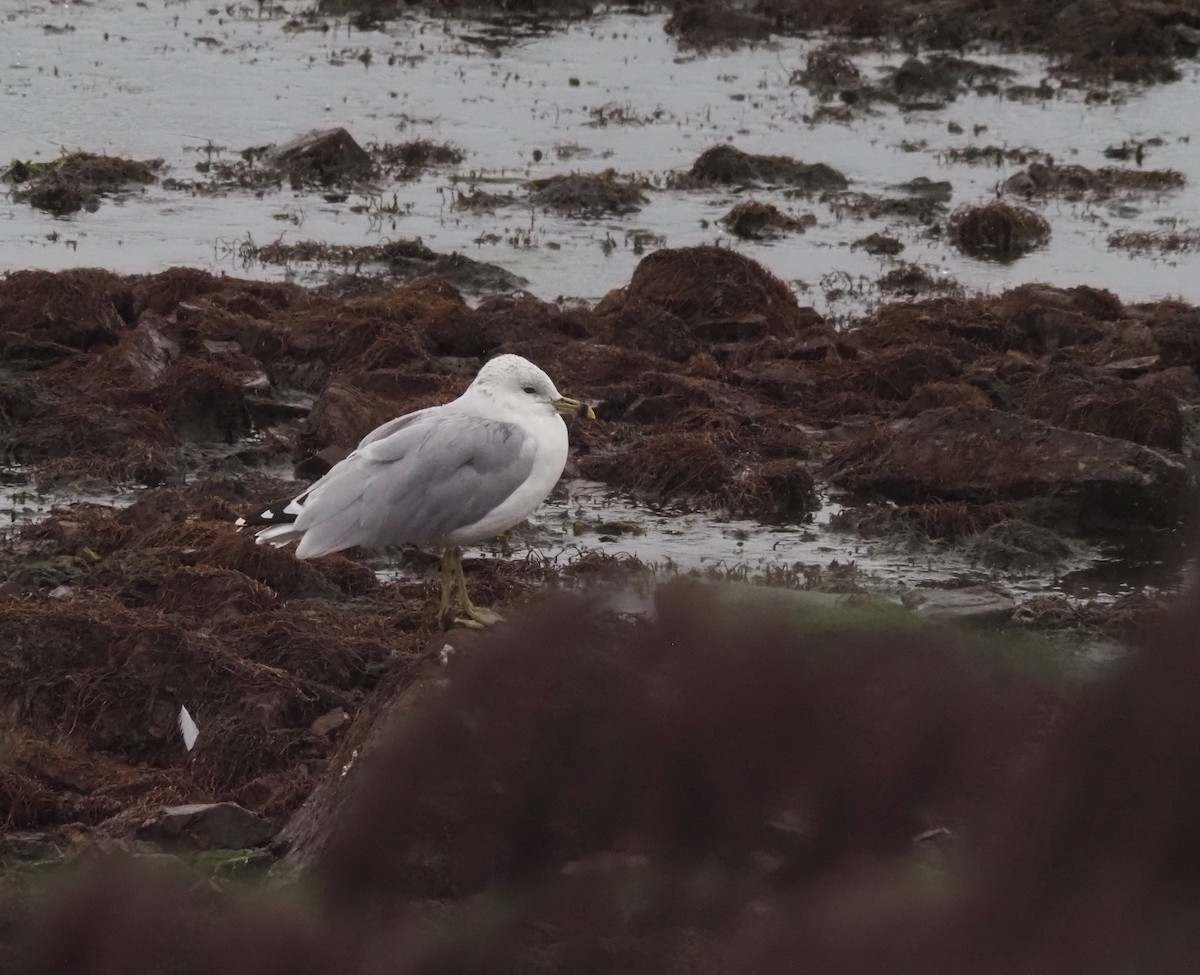Ring-billed Gull - ML641680037