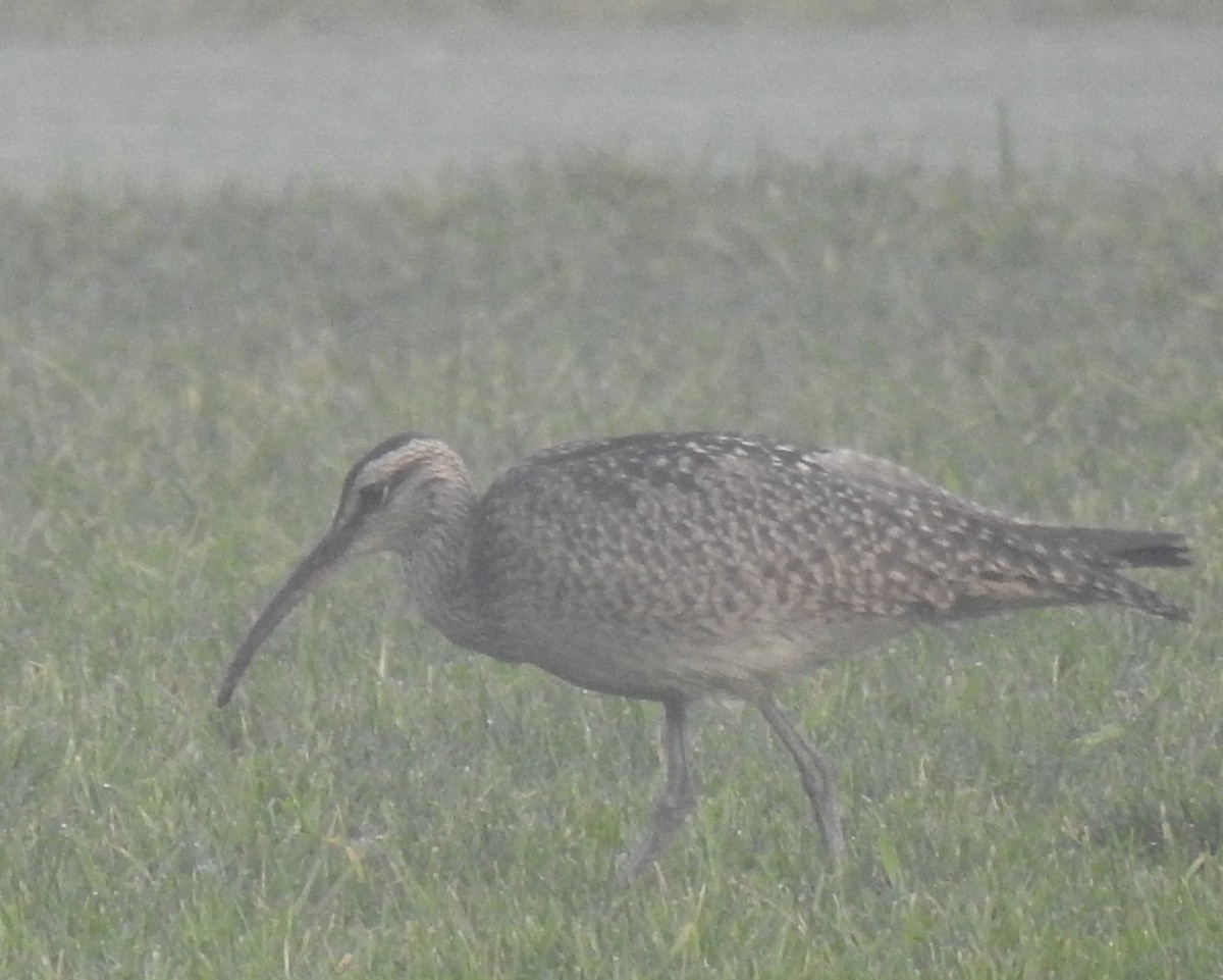 Hudsonian Whimbrel - ML641680052