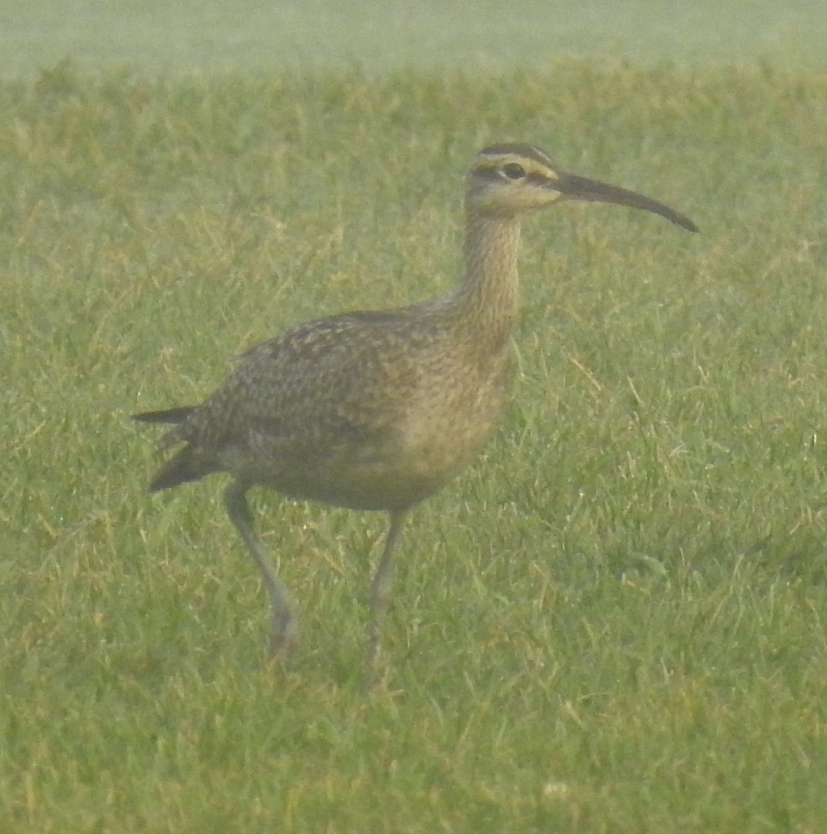 Hudsonian Whimbrel - ML641680059