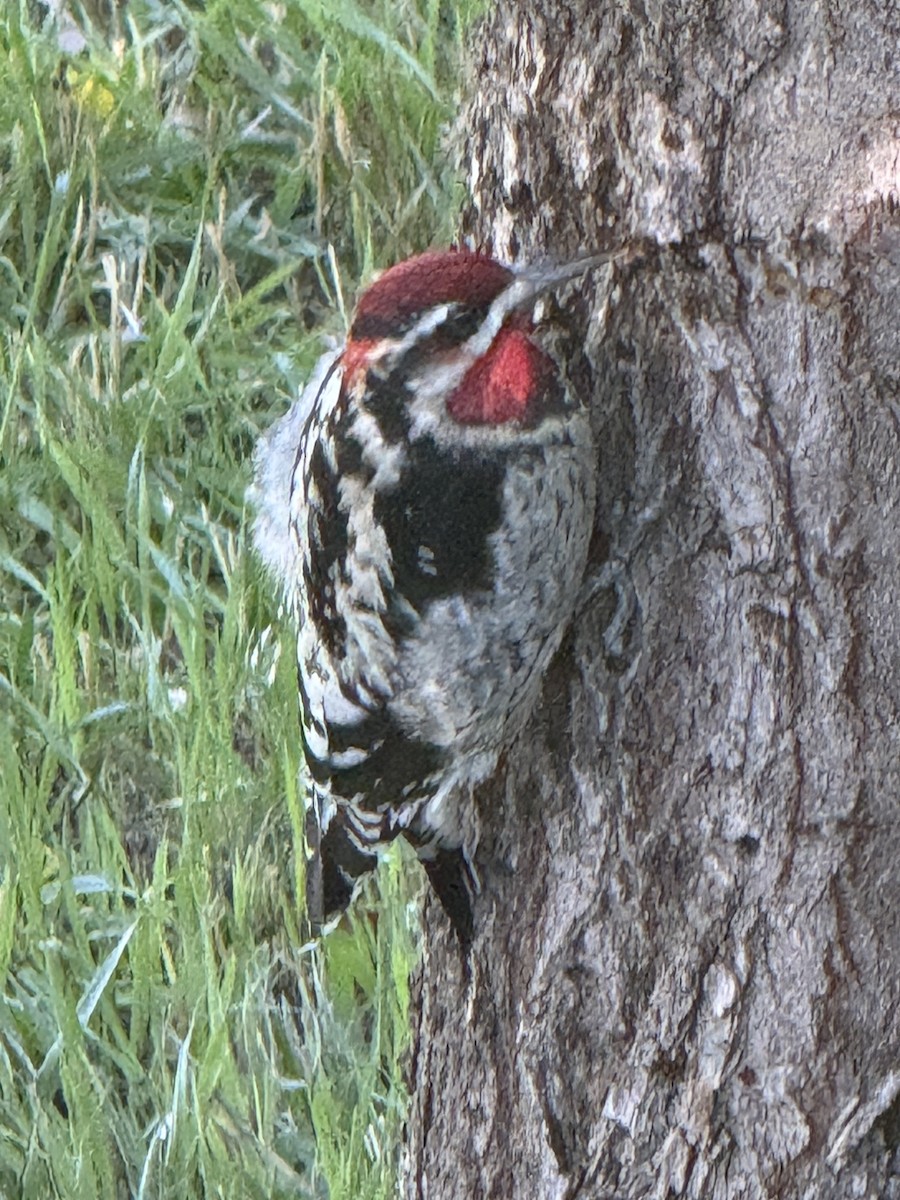 Red-naped Sapsucker - ML641680070