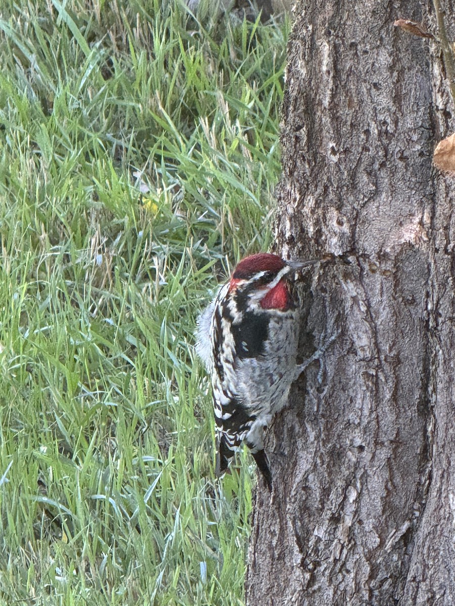 Red-naped Sapsucker - ML641680071