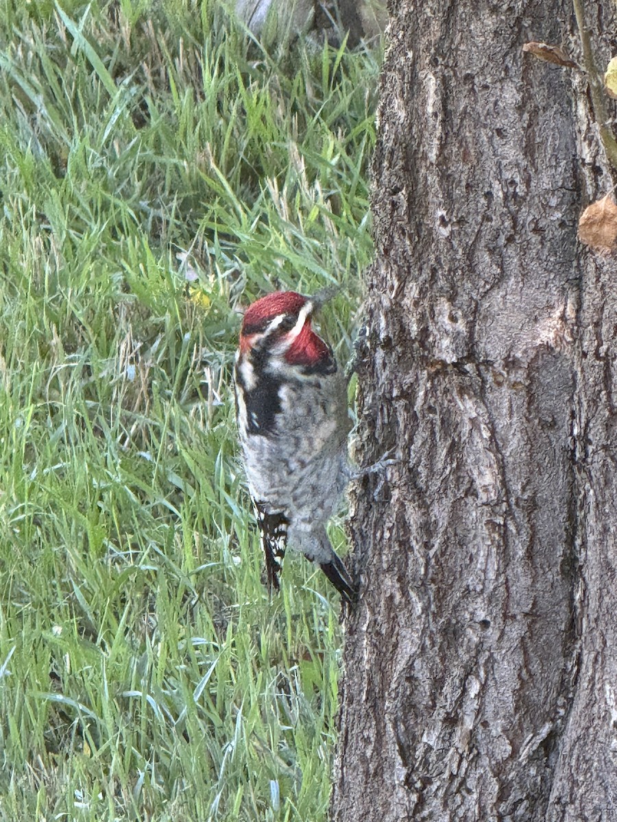 Red-naped Sapsucker - ML641680072