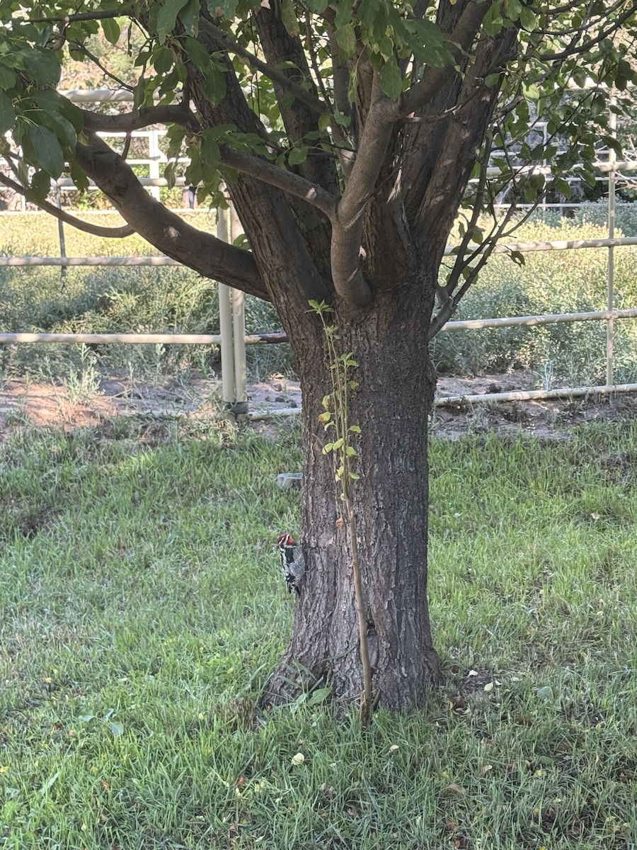 Red-naped Sapsucker - ML641680073