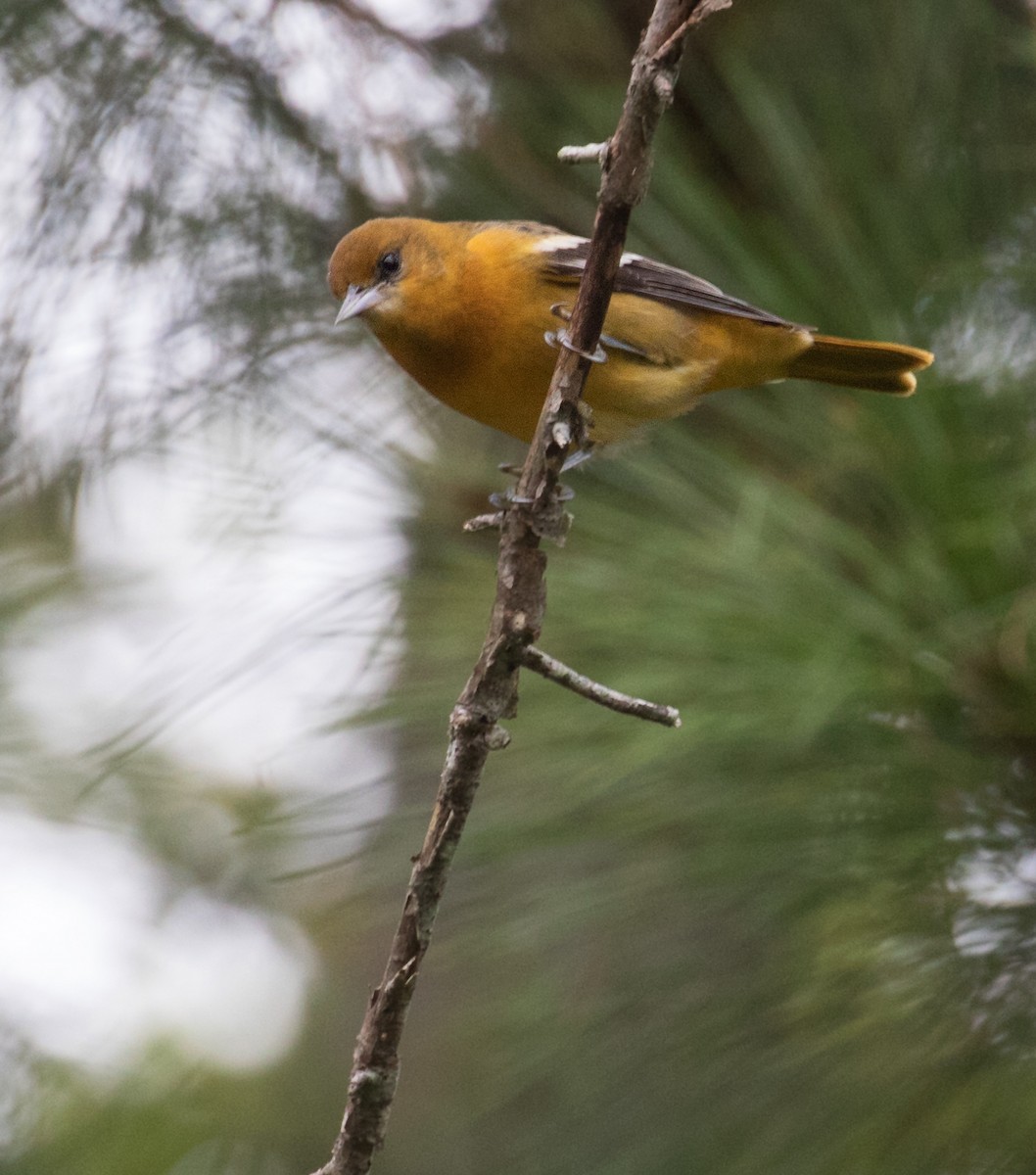 Baltimore Oriole - ML641680081