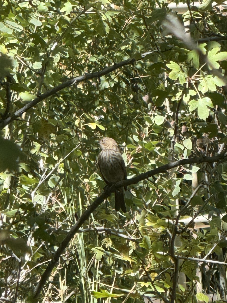 House Finch - ML641680101