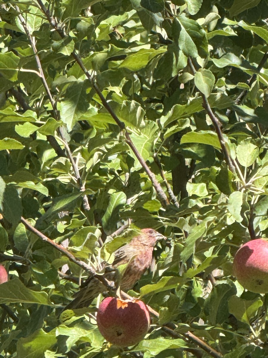 House Finch - ML641680102