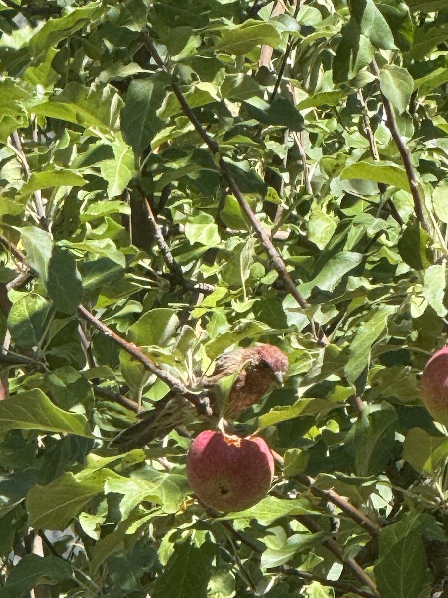 House Finch - ML641680103