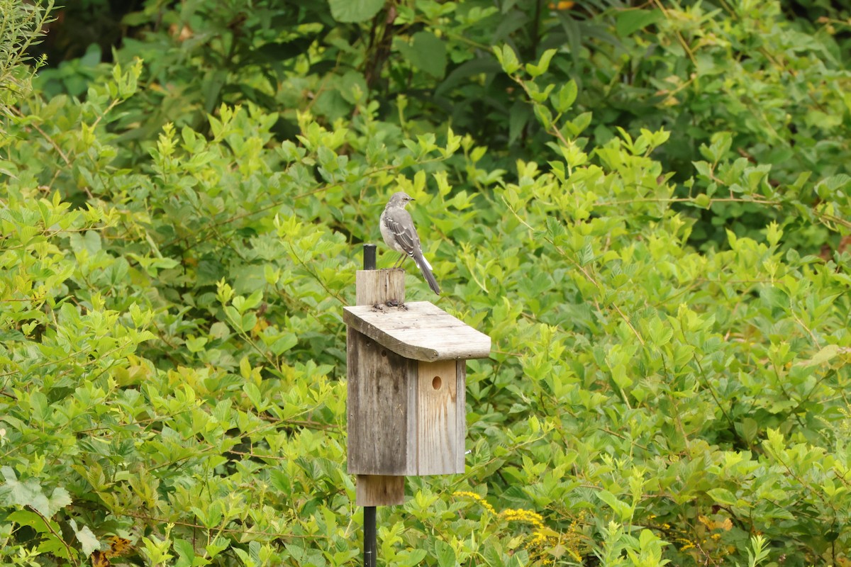 Northern Mockingbird - ML641680126