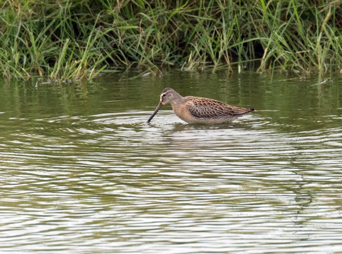 Moorschlammläufer - ML641680128