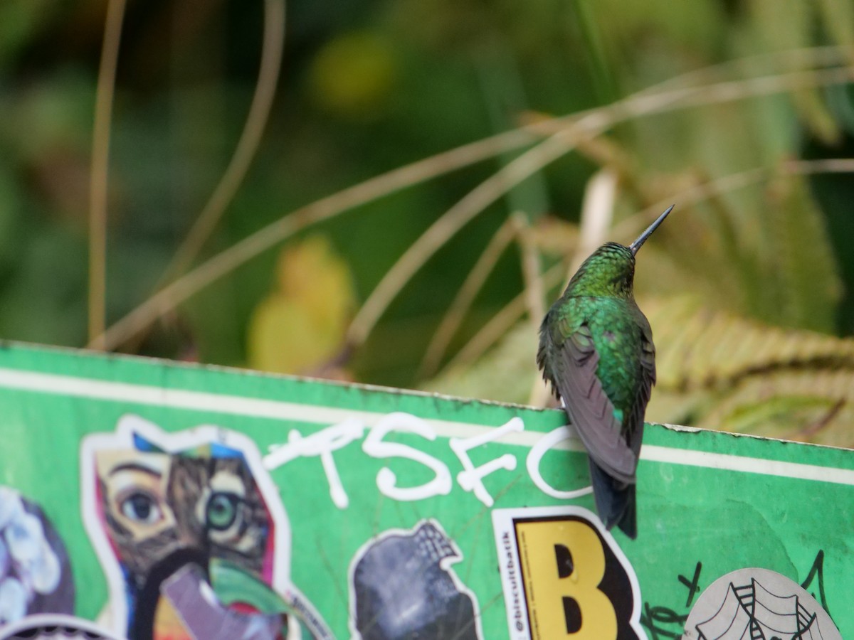 Tyrian Metaltail - ML641680142