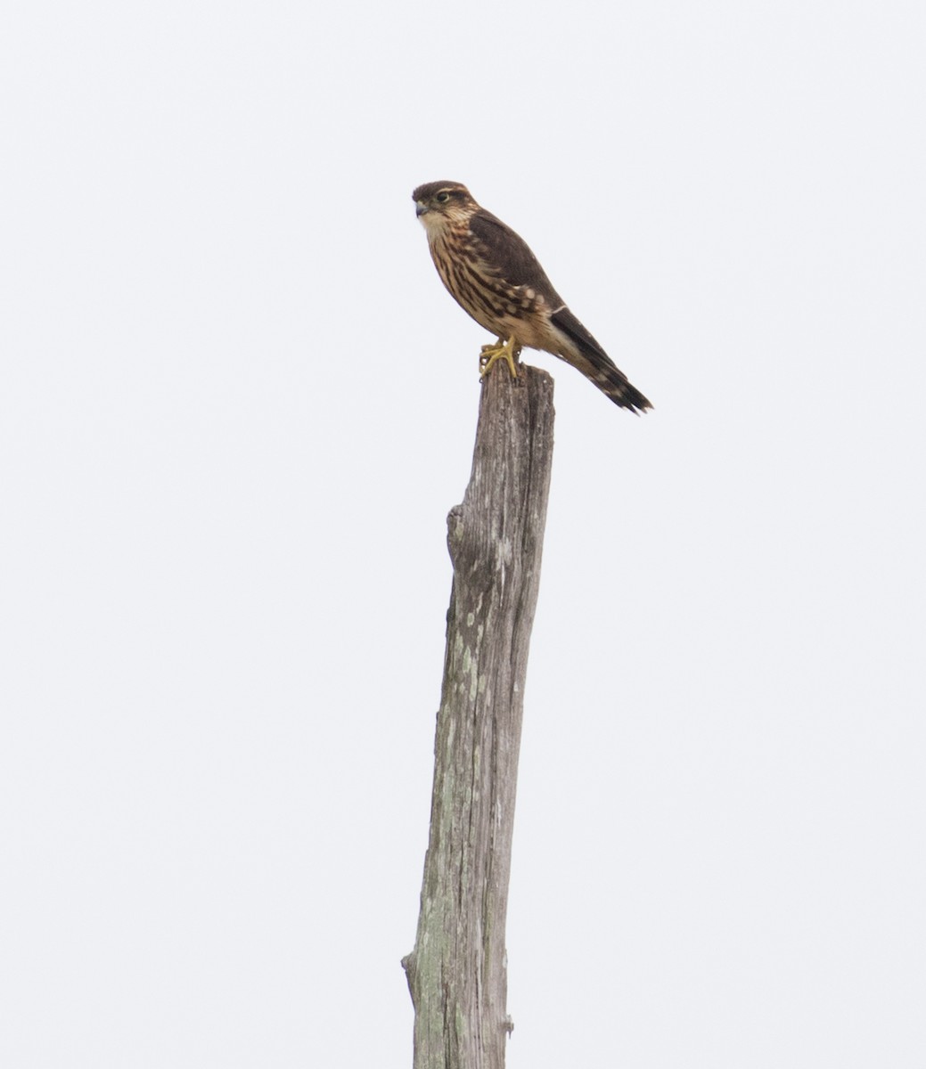 Merlin - ML641680157