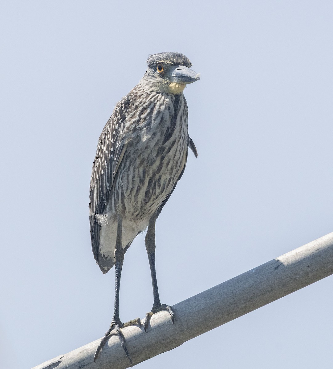 Yellow-crowned Night Heron - ML641680183