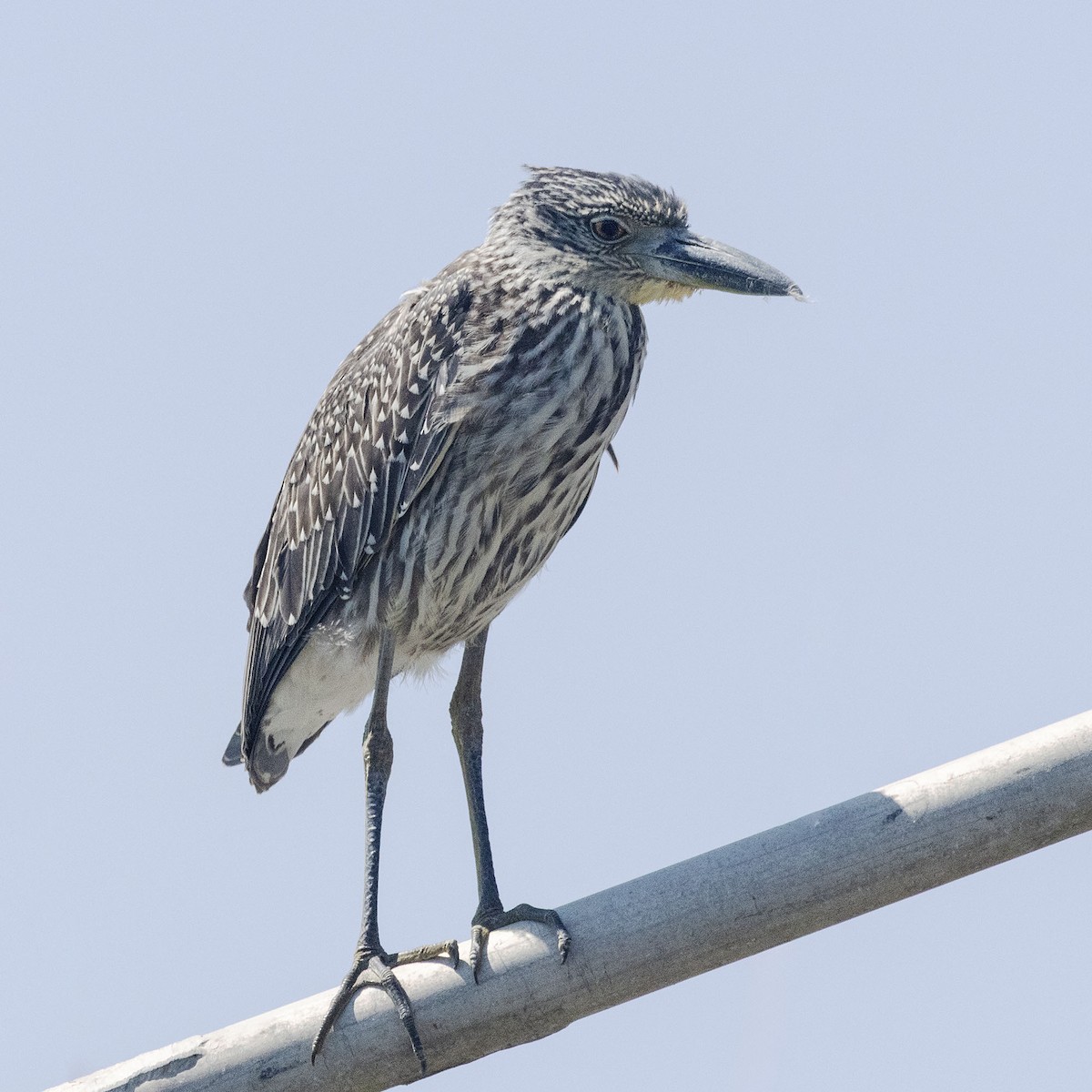 Yellow-crowned Night Heron - ML641680188