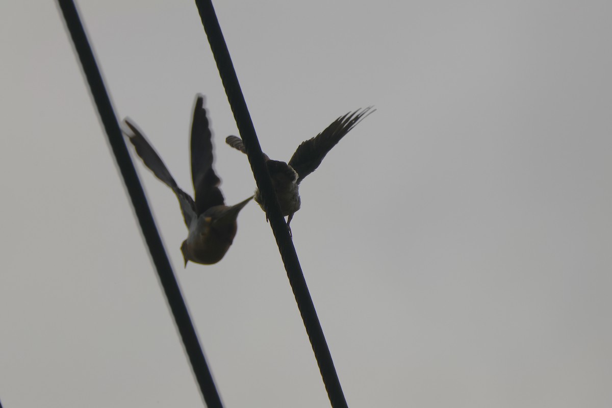 Mourning Dove - ML641680204