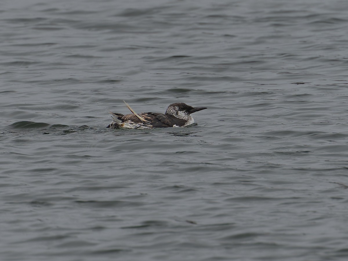 Common Murre - ML641680235