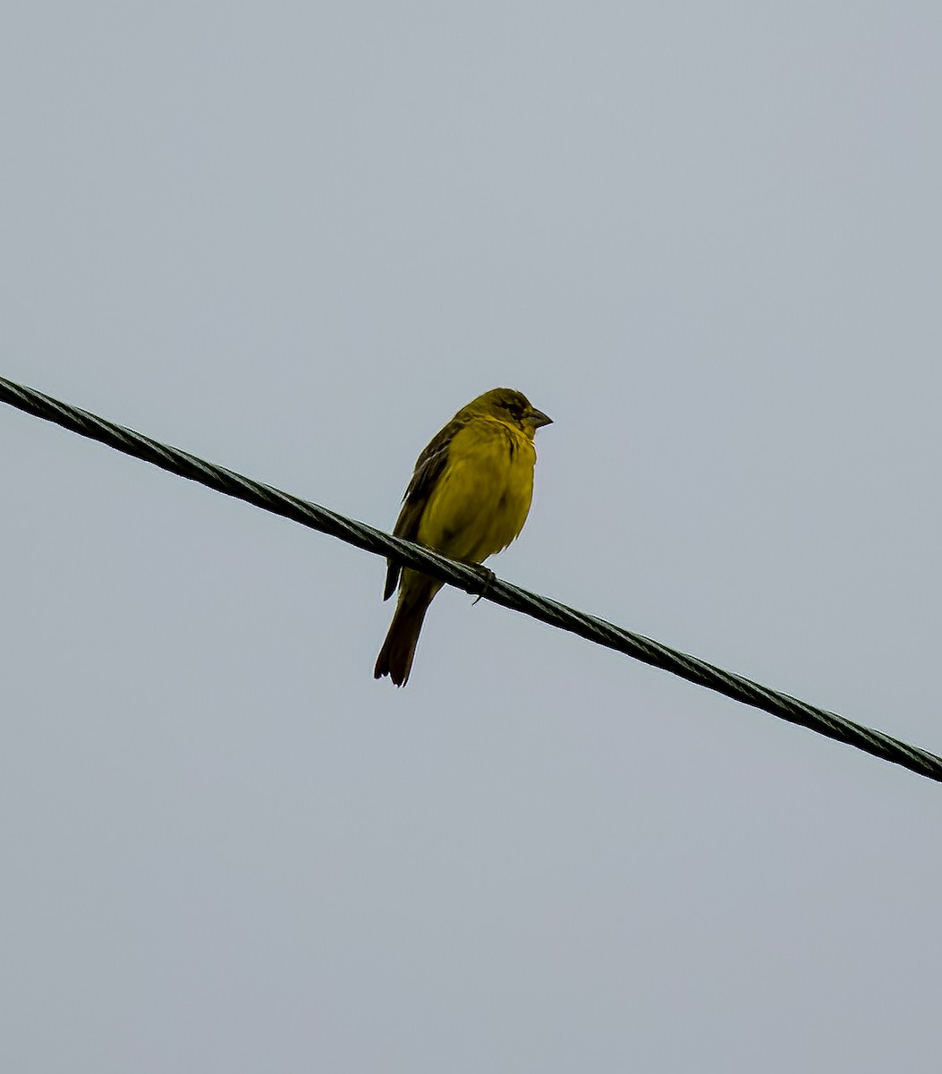 Grassland Yellow-Finch - ML641680256