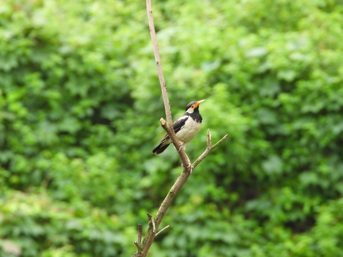 Indian Pied Starling - ML641680264