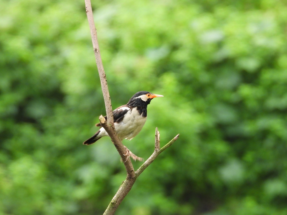 Indian Pied Starling - ML641680265
