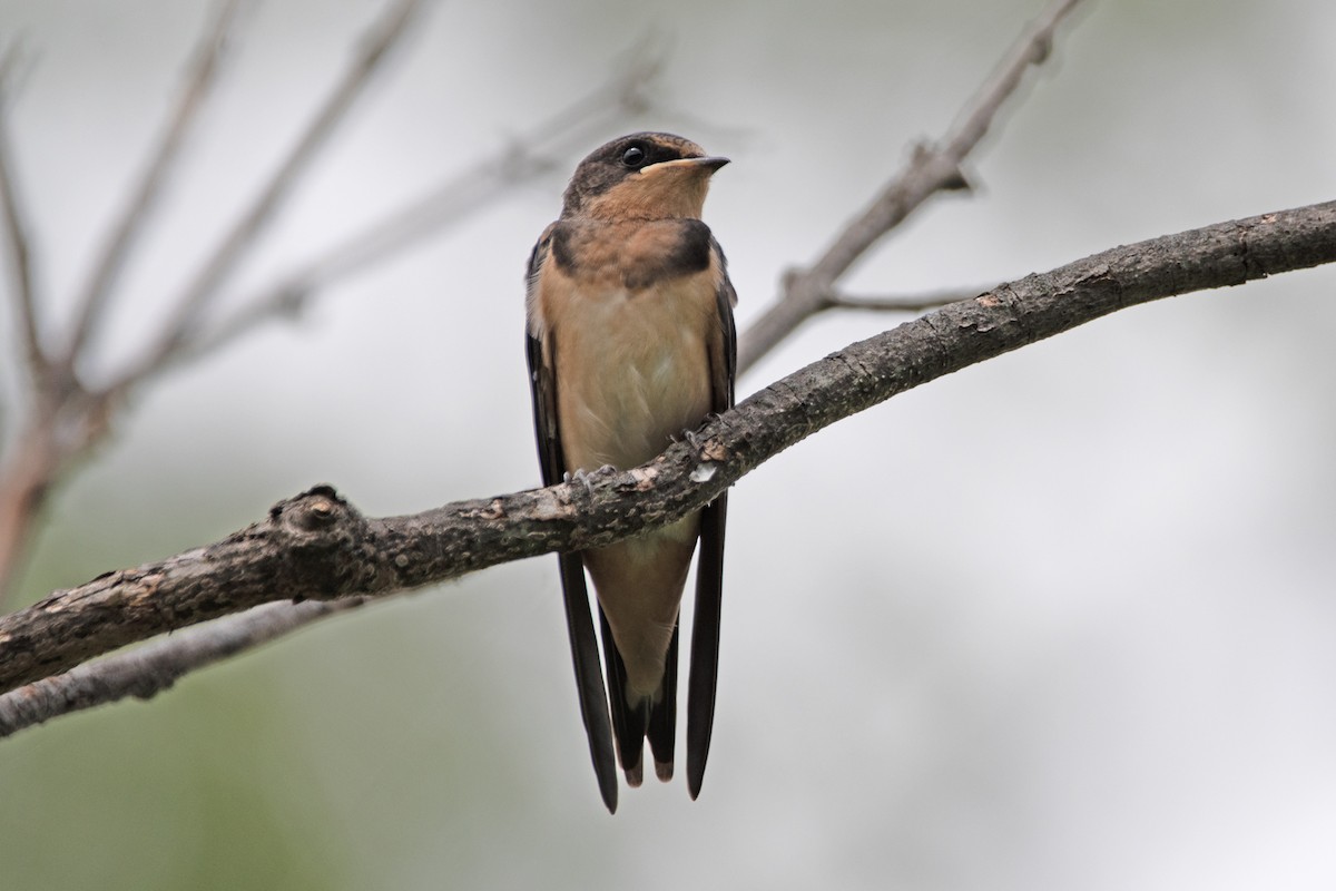 Barn Swallow - ML641680267