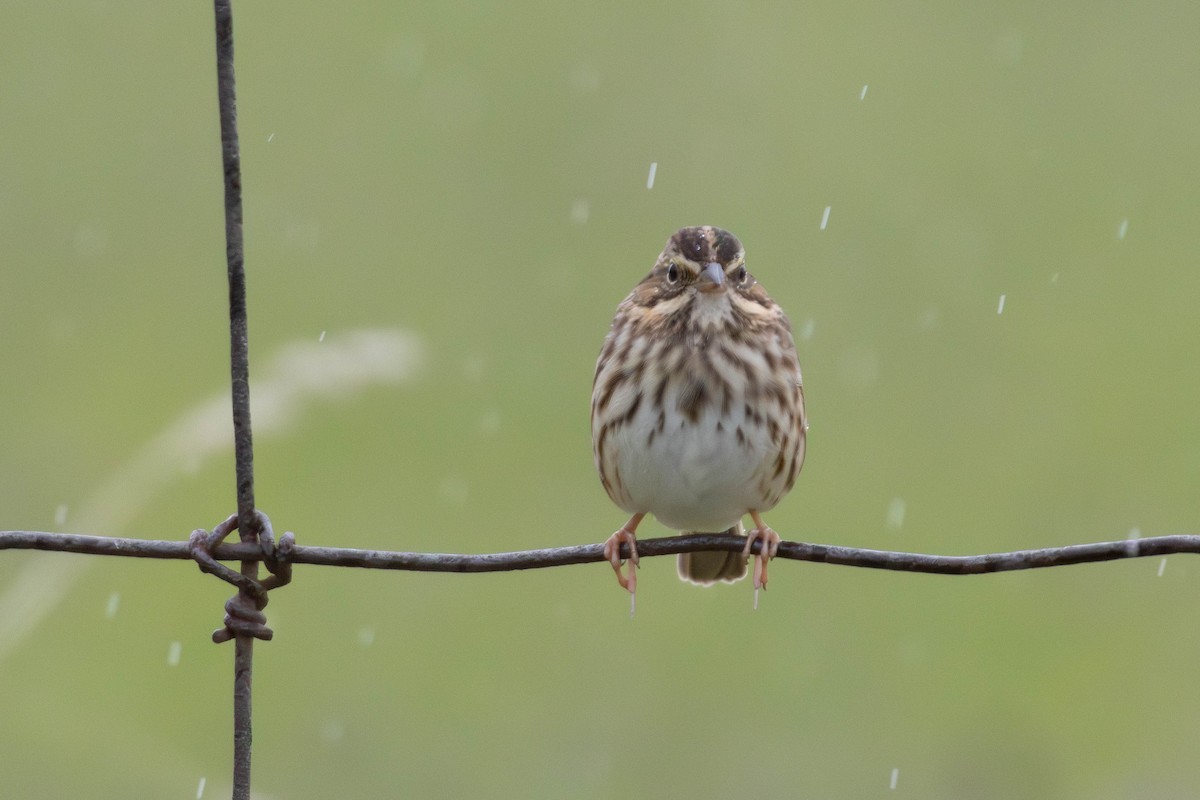 Savannah Sparrow - ML641680269