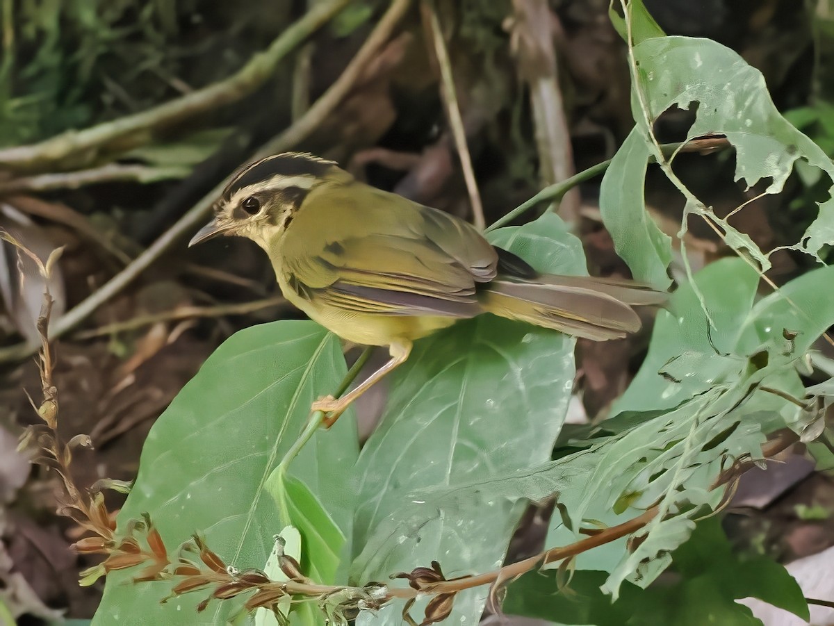 Three-striped Warbler - ML641680283