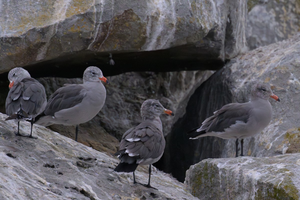 Heermann's Gull - ML641680344