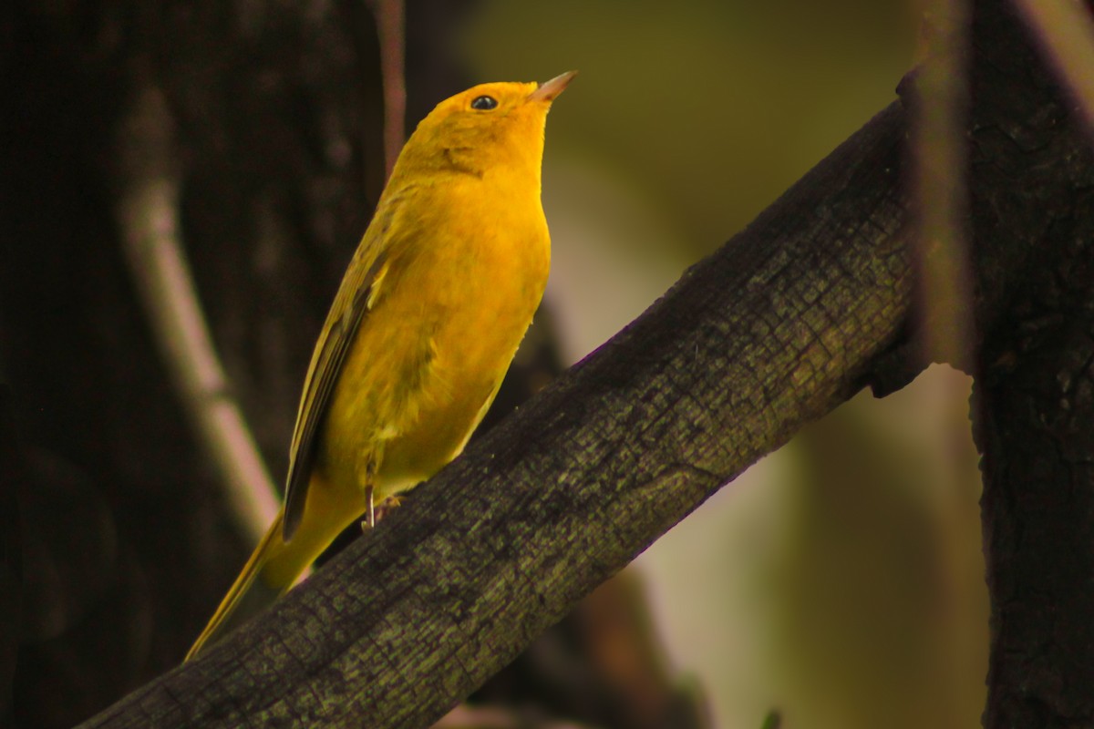 Wilson's Warbler - ML641680370