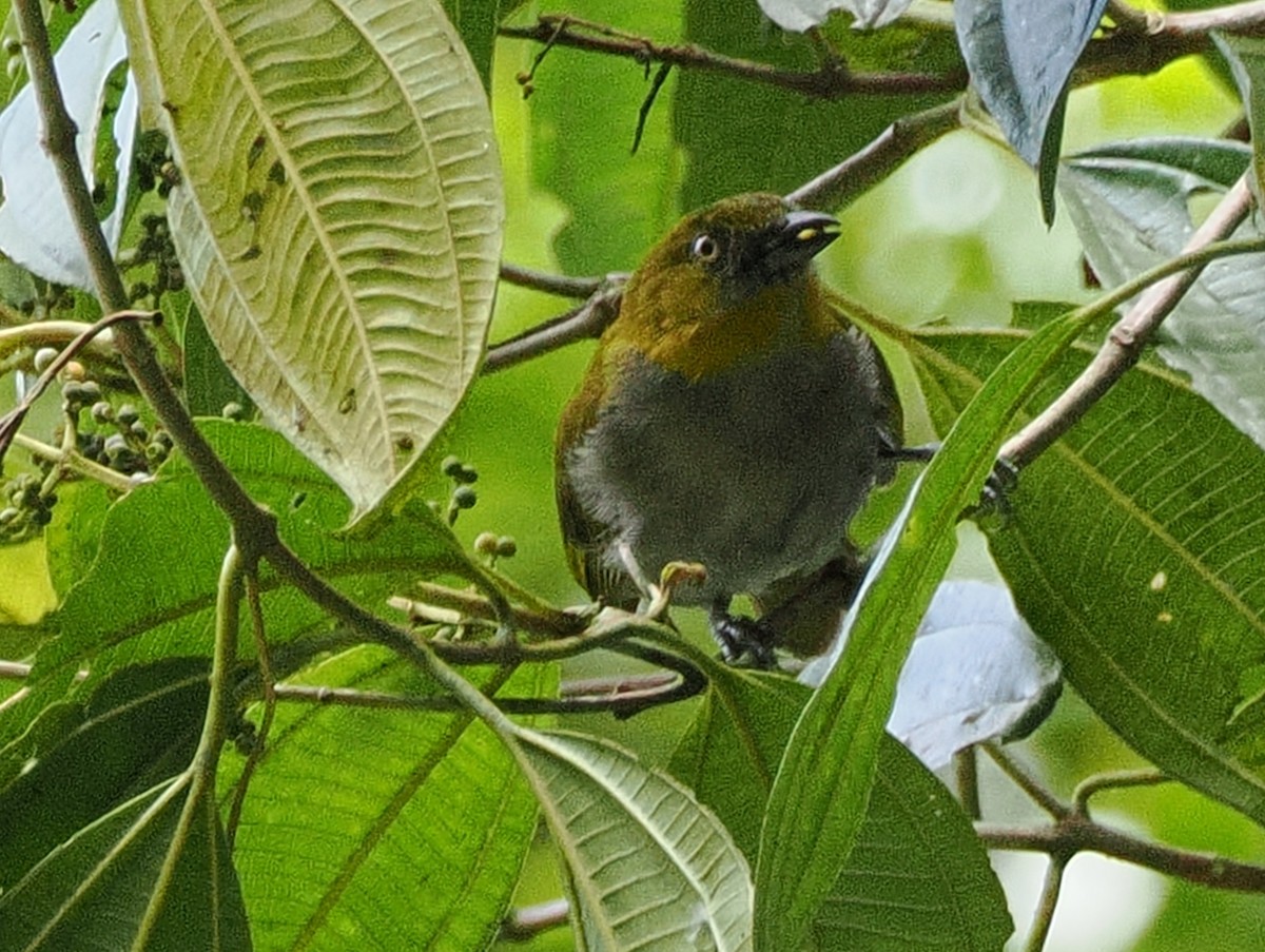 Yellow-throated Chlorospingus - ML641680379