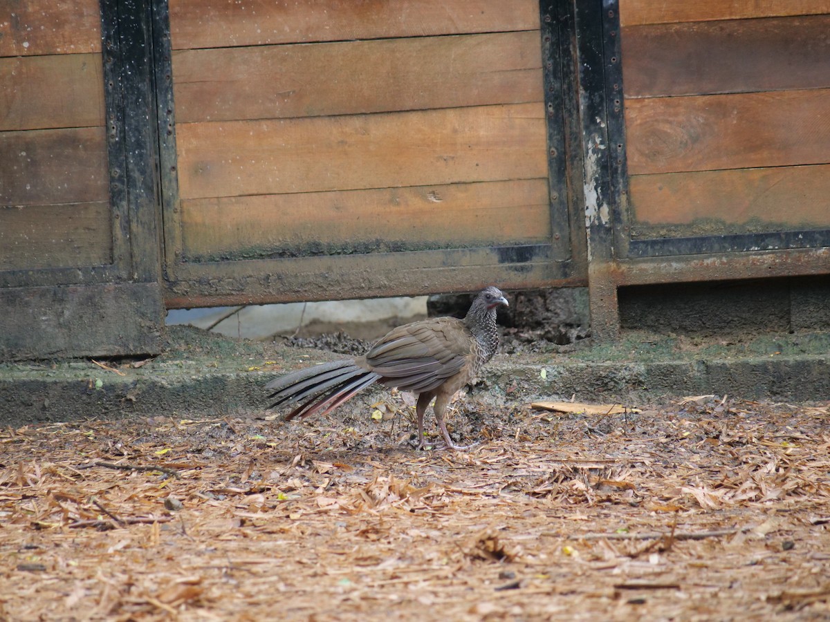 Colombian Chachalaca - ML641680392