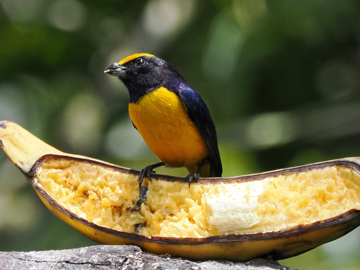 Orange-bellied Euphonia - ML641680400