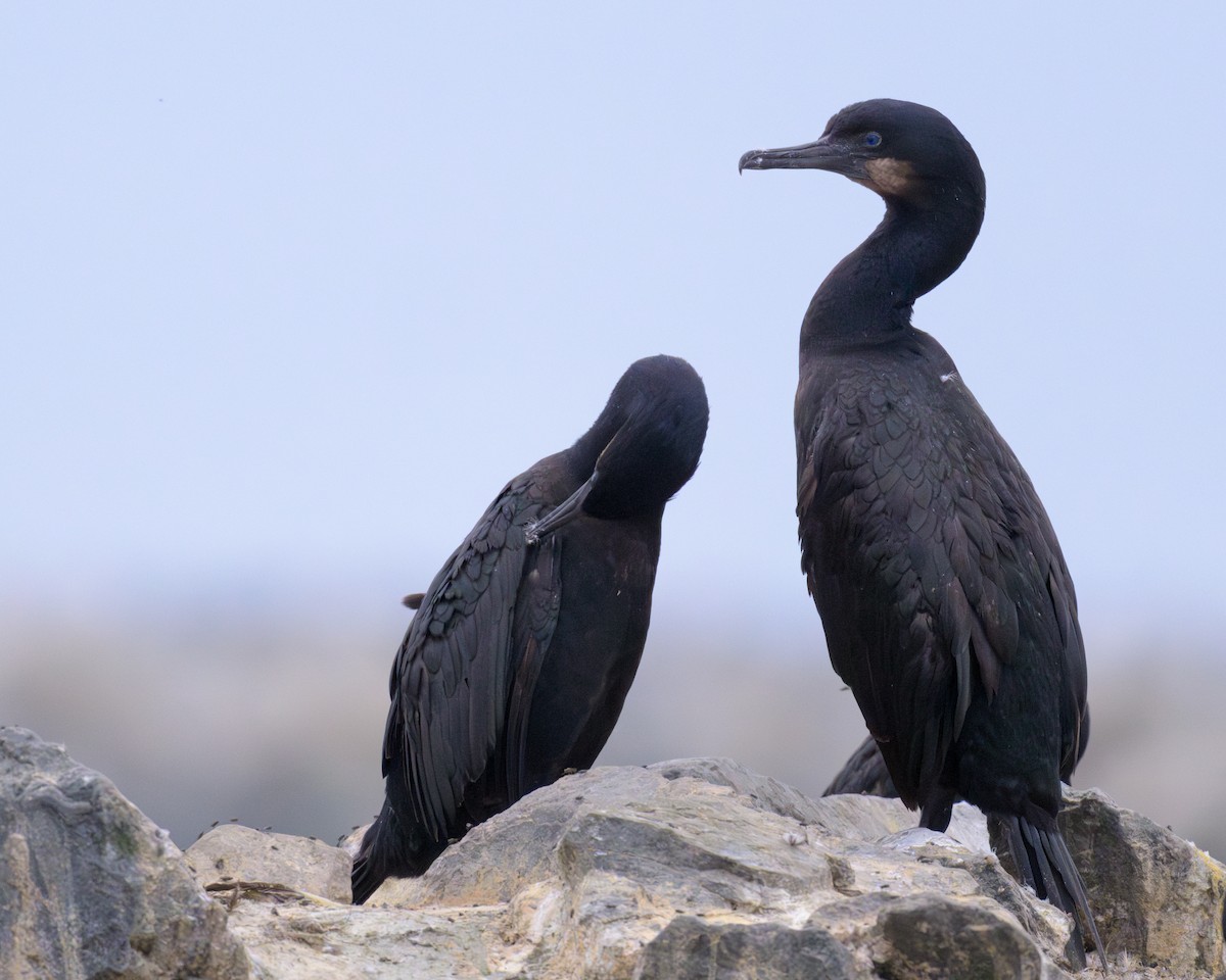 Brandt's Cormorant - ML641680402