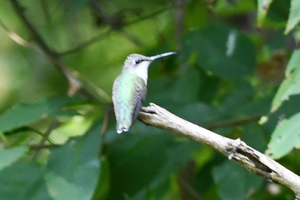 Ruby-throated Hummingbird - ML641680417