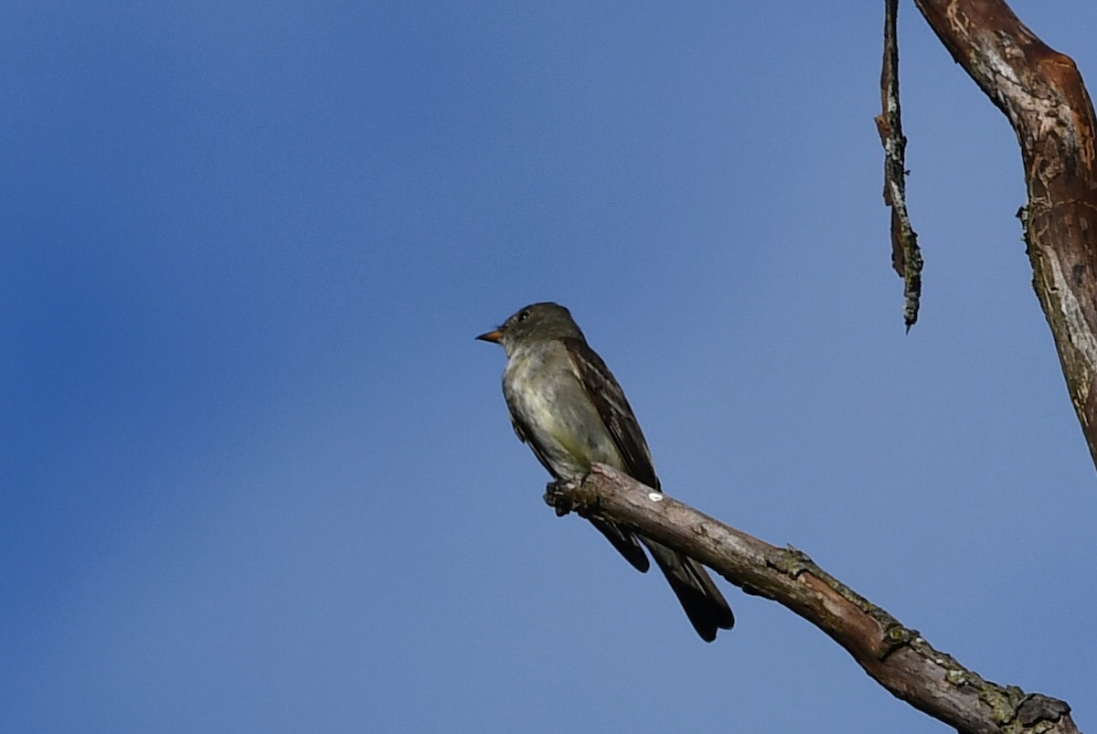 Eastern Wood-Pewee - ML641680428