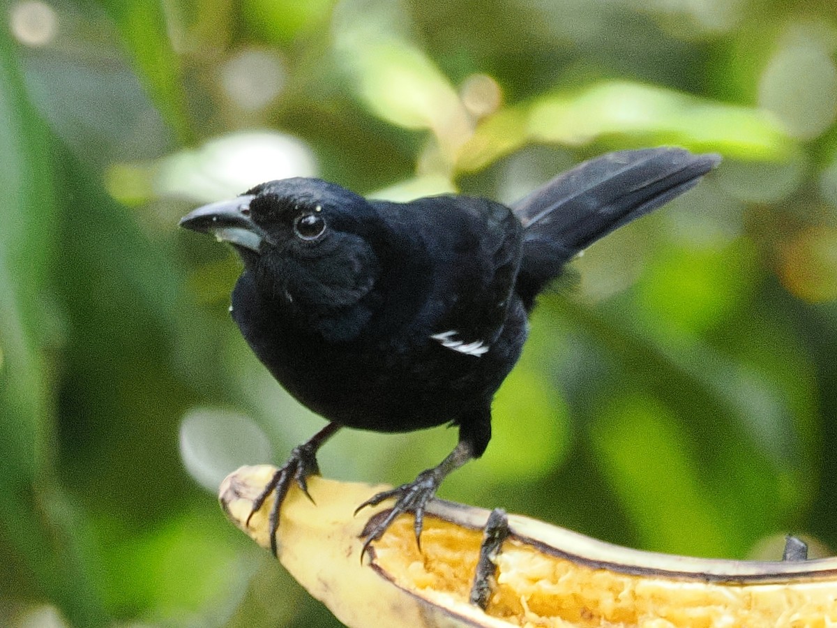 White-lined Tanager - ML641680434