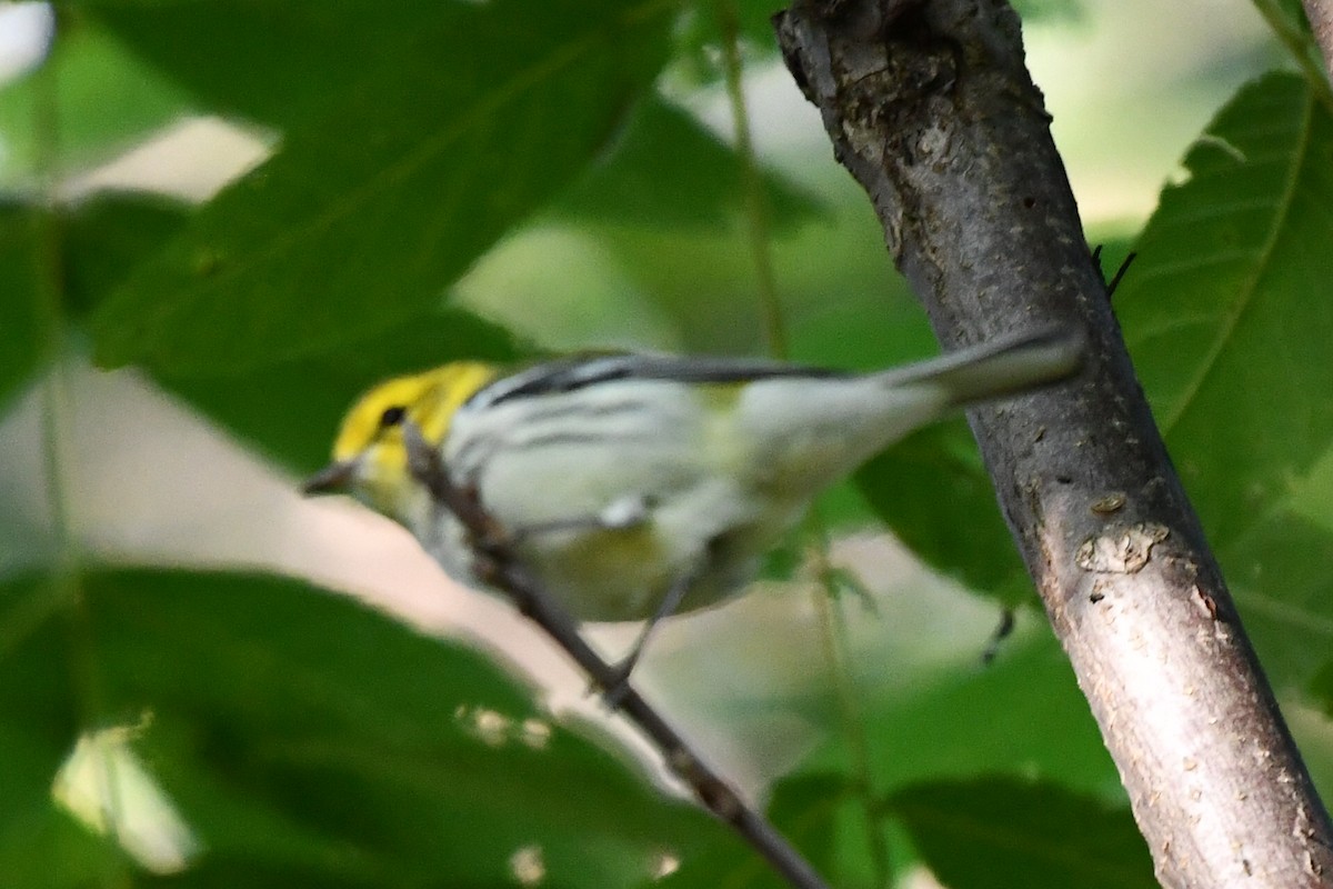 Black-throated Green Warbler - ML641680436