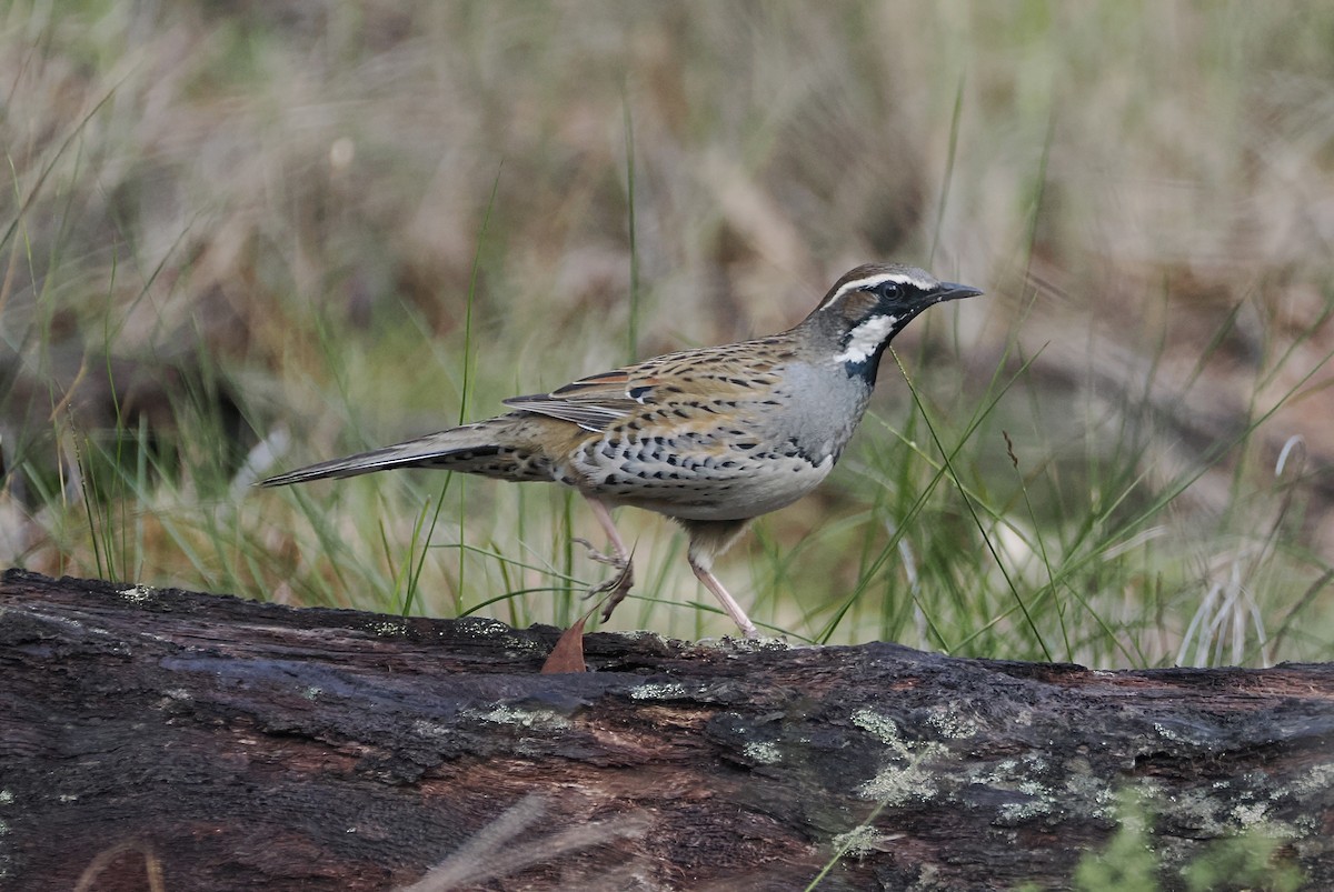 Spotted Quail-thrush - ML641680443
