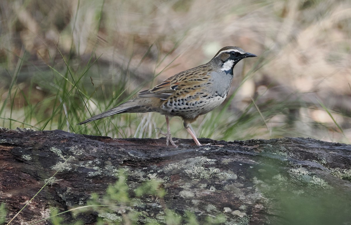 Spotted Quail-thrush - ML641680444