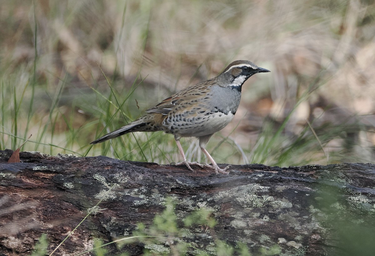Spotted Quail-thrush - ML641680445
