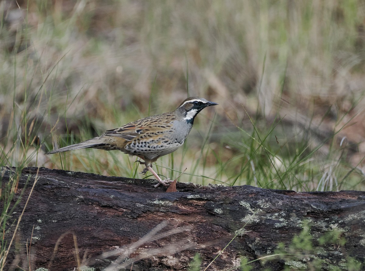 Spotted Quail-thrush - ML641680447