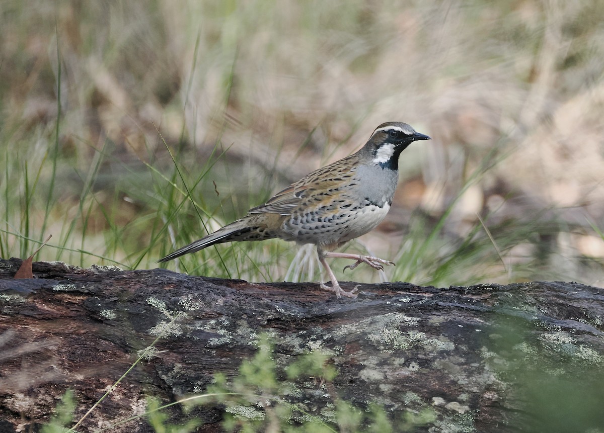 Spotted Quail-thrush - ML641680448